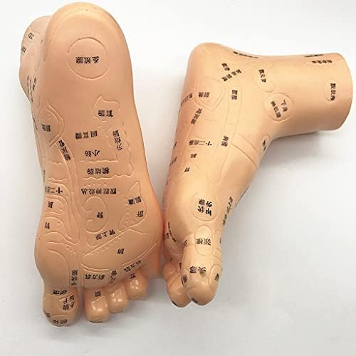 KH66ZKY ljudska stopala akupunkturni Model HD slova detaljne akupunkturne tačke označene tačke pritiska akupunkture i meridijani za